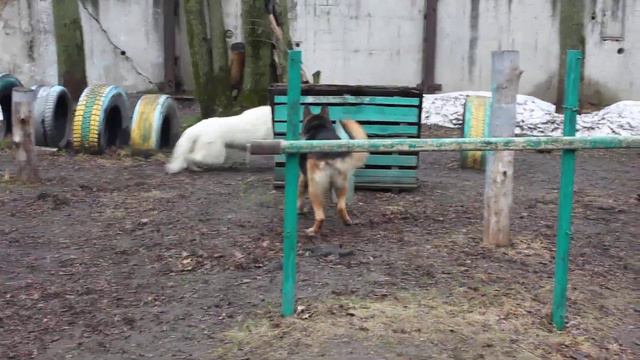 Мареммо-абруццкая овчарка смотреть онлайн