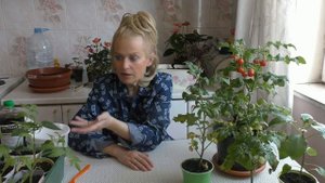 Паутинный клещ на рассаде - что делать?