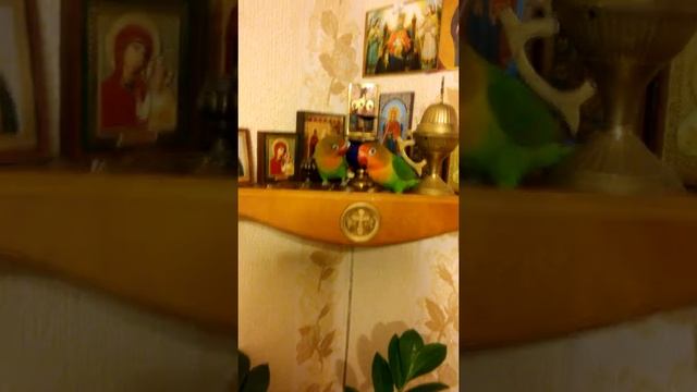 Попугаи.Неразлучники Фишера смотреть онлайн