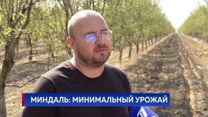 МИНДАЛЬ: МИНИМАЛЬНЫЙ УРОЖАЙ