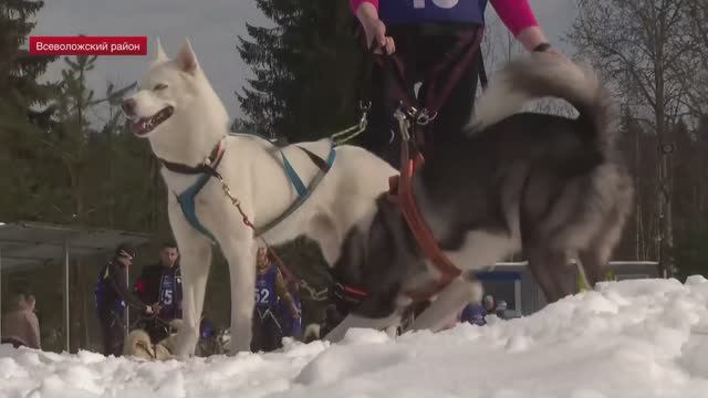 В Гарболово прошел традиционный забег с собаками «Косолапый трейл»