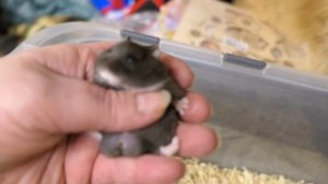 #ХОМКИ_КЭМПБЕЛЛА 03.04.23 #ПРОДАЮ хомячков кэмпбелла +7 921 595 08 48 #куплю_хомяка