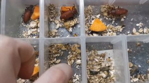 Разведение зофобасов. Часть 2.