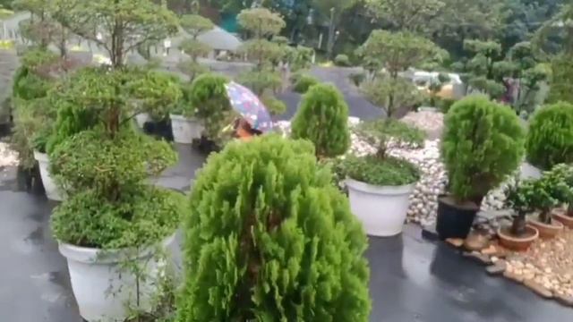 indoor and outdoor pebbles /pebble shope visit /home gardening #garden #pots