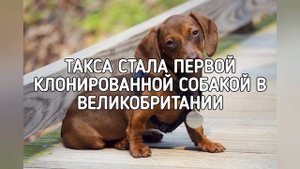 Интересные факты о таксах