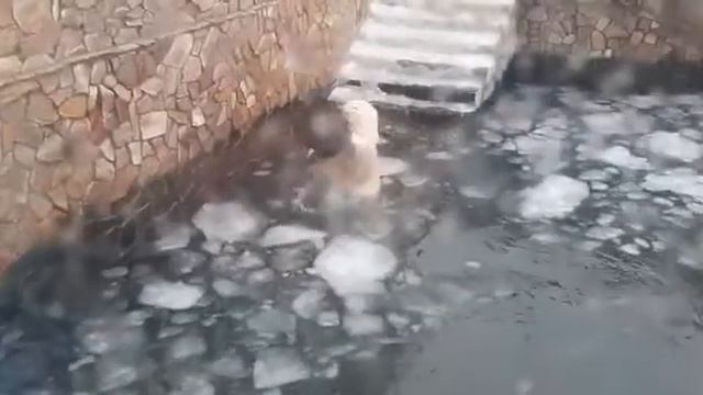 Белый медведь в Питерском зоопарке