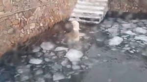 Белый медведь в Питерском зоопарке