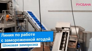 Удаления плодоножки у диких ягод | Линия очистки замороженных ягод