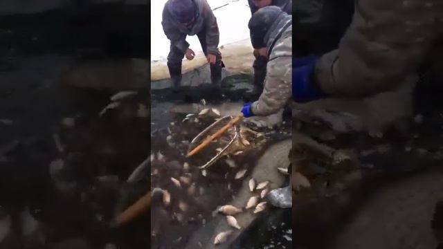 Чурапча в Якутии снова впечатляет уловом👍