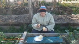Брюква русская десертная и новгородская столовая - какая вкуснее?