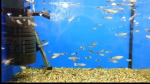 ГУППИ|Содержание и уход