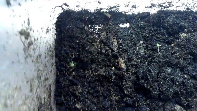 Выращивания табака "блек Джек "взошел смотреть онлайн