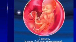 Внутриутробное развитие человека.AVI