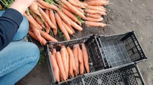 Морковь ,, Балтимор,, Убираю морковь. Что делаю и как храню.