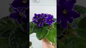 Сегодня приехали в студию Кухня Фиалки : АВ-Желтая Роза, АВ-Хурма, АВ-Красные Розы