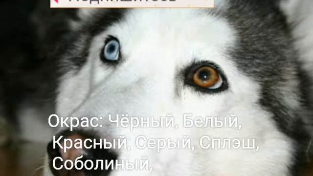 хаски смотреть онлайн