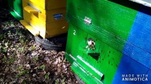 пересадка пчел из улья дадан в лежак