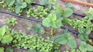 Клубника | Красавица Загорья | первый год посадке