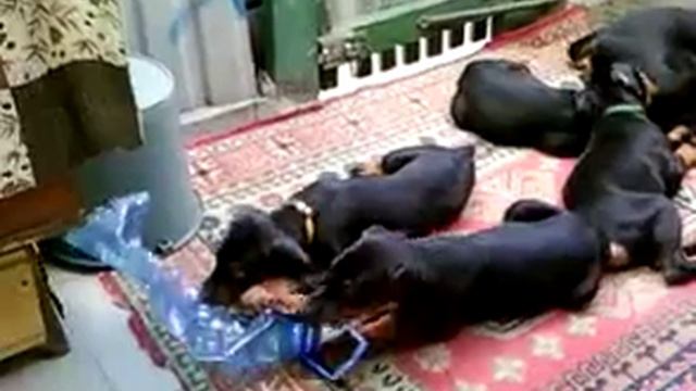 Щенки добермана смотреть онлайн