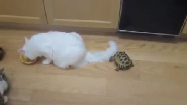 Черепаха – быдло