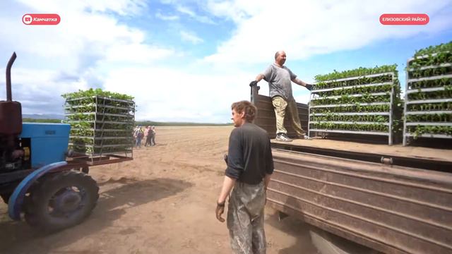 Что посеешь, то и пожнешь. В «Овощеводе» завершается посевная