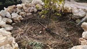 Фруктовый сад на скале