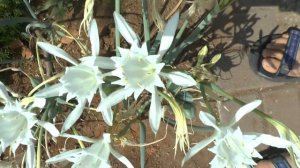Pancratium - grow & care (Beautiful cut flower)