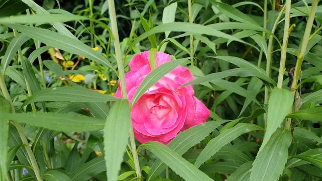 Розы на дачном участке. Розы. Дачный участок в Германии. 4K видео смотреть онлайн