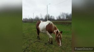 Кореневщино - Кривецкое лесничество 29.10.22