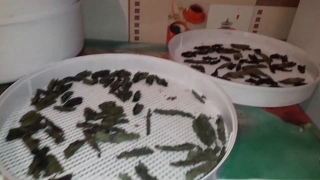Приготовили Ферментированный Чай из Листьев Вишни, Яблони, Груши и Смородины