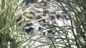 Дачные советы с Галиной Старосельцевой Октябрь 31-2019