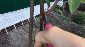 Формировка штамба метельчатой Гортензии ч-2 #формировка#штамб#метельчатая#гортензия#