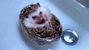 Ежик плавает. Ежи умеют плавать! Hedgehog floats. Hedgehogs can swim!