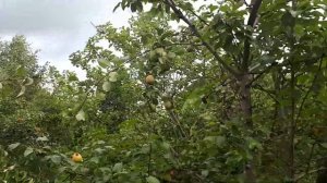 Груша Чежевского (Чижовского). Видео - 2