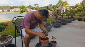 Адениум (Роза Пустыни) Бонсай – Как нарастить корни