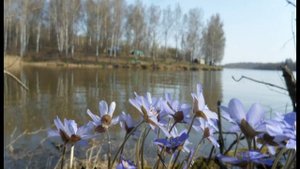 ВАХТА 2011 ВЕСНА ДСП