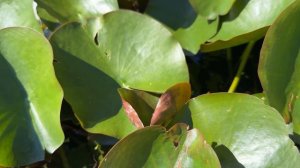 Майский Вальс Автор Музыки Иван Ортнер 05.2024 Музыка Песня Мелодия Musik Johann Ortner deutsche рус