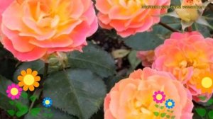 Роза флорибунда Бордюр Камае. Краткий обзор, описание характеристик Bordure Camaieu