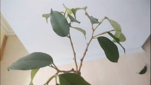 Фикусоплетение #3. Формирование фикуса в штамб (косичка)