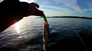 Мелкосудак на Иваньковском водохранилище