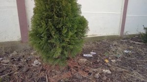 Туя западная 2 года после посадки, прирост 60см за год, вместо 12 см