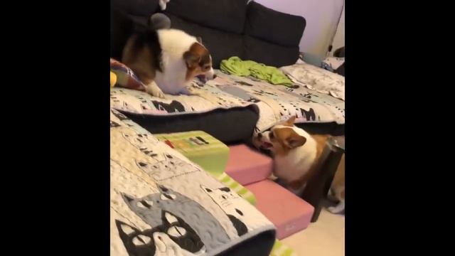 Семейные разборки корги смотреть онлайн