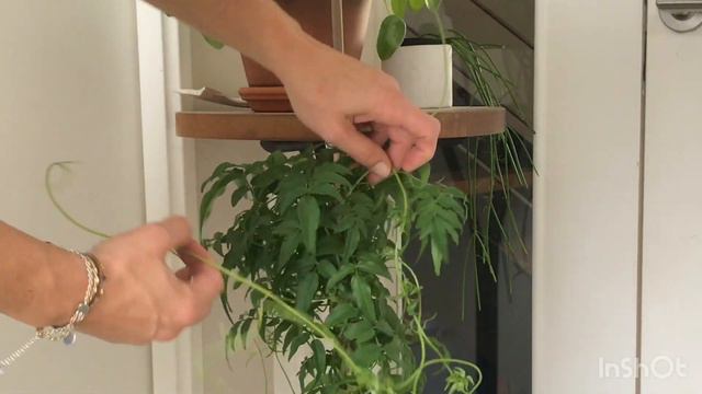 VLOG 2 Syngonium Jasmin Ficus Lyrata Palmiers Senecio