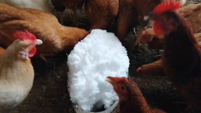 Чем КОРМИТЬ кур ЗИМОЙ, особенно когда не хватает кормов :-)))... How to FEED chickens in WINTER