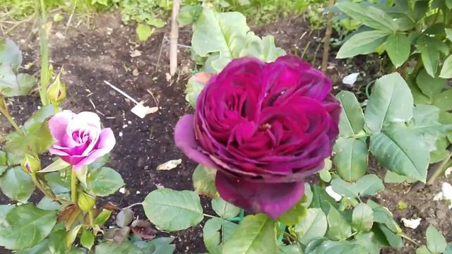 Английские розы Дэвида Остина. Роза Вильям Шекспир......15 июля 2023 год смотреть онлайн