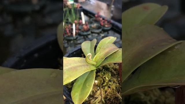 Nepenthes spathulata x hamata BE3793