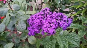 Гелиотроп "морской бриз".