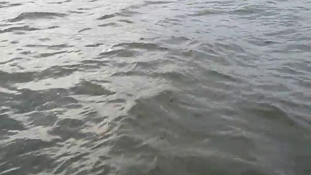 Ловля сома на Дубовой смотреть онлайн