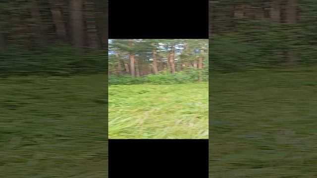 Душичная радость. 07.08.2024 #докторндн #пасхальвиварий #челябинск #душица