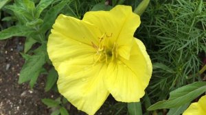 Clusters Of Yellow Azalea In Garden #gardening #azalea #spring #flowers